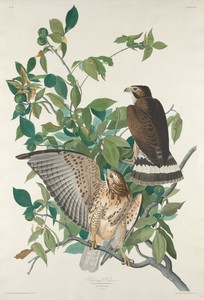 Broad-winged Hawk by Jr. Robert Havell, created 1830, in hand-colored engraving and aquatint on Whatman wove paper. Download this artwork as a high-resolution w — Painting Picture