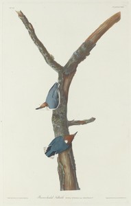 Brown-Headed Nuthatch by Jr. Robert Havell, created 1831, in hand-colored engraving and aquatint on Whatman wove paper. Download this artwork as a high-resoluti — Painting Picture