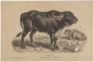 Buffel by Joseph Zephyris Gengembre, created c. 1850 - in or before 1870, in paper; toonlithografie; chalk lithograph. Download this artwork as a high-resolutio — Joseph Zephyris Gengembre Wallpaper