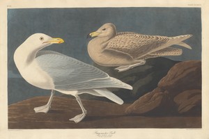 Burgomaster Gull by Jr. Robert Havell, created 1837, in hand-colored engraving and aquatint on Whatman wove paper. Download this artwork as a high-resolution wa — Jr. Robert Havell Wallpaper