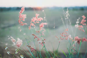 Pink and white grasses sway in golden sunset light with blurred field background. — Calming Wallpaper