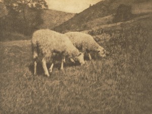 Camera Work: Sheep by Hans Watzek, created 1906, in photogravure. Download this artwork as a high-resolution wallpaper for desktop, tablet, or mobile. — Hans Watzek Wallpaper