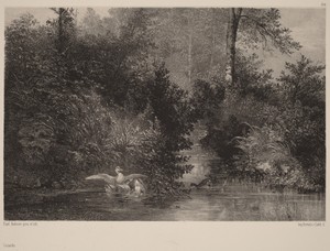 Canards by Karl Bodmer, created 1861/1866, in lithograph. Download this artwork as a high-resolution wallpaper for desktop, tablet, or mobile. — Art Picture