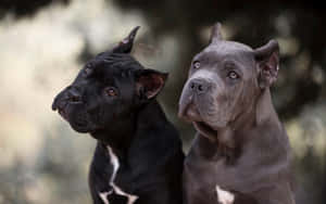 Två Cane Corso-hundar med alerta uttryck sitter utomhus. — Golden Retriever Bilder