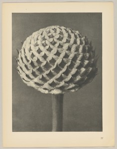 Caphalaria by Karl Blossfeldt, created 1928, in photogravure. Download this artwork as a high-resolution wallpaper for desktop, tablet, or mobile. — Karl Blossfeldt Wallpaper