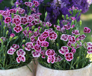 Two pots of pink and white carnations blooming in a garden. — Watercolor Floral Background