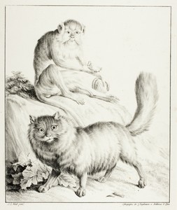 Cat and Monkey by Gottfried Engelmann, created 1814/16, in Lithograph in black on ivory wove paper. Download this artwork as a high-resolution wallpaper for des — Illustration Wallpaper