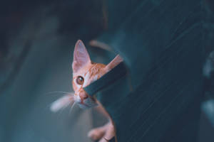 Ginger cat peeking from behind a dark surface with curious eyes. — Cat Computer Picture