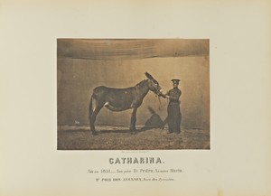 Catharina by Adrien Alban Tournachon, created 1860. Download this artwork as a high-resolution wallpaper for desktop, tablet, or mobile. — Adrien Alban Tournachon Wallpaper