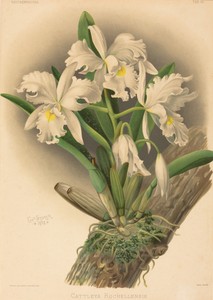 Cattleya Rochellensis by Gustav Leutzsch, in color lithograph. Download this artwork as a high-resolution wallpaper for desktop, tablet, or mobile. — Gustav Leutzsch Wallpaper