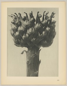 Centaurea macrocephala by Karl Blossfeldt, created 1928, in photogravure. Download this artwork as a high-resolution wallpaper for desktop, tablet, or mobile. — Karl Blossfeldt Wallpaper