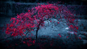 A solitary red-leafed tree glowing in a dark blue twilight landscape. — Sweetest Day Wallpaper