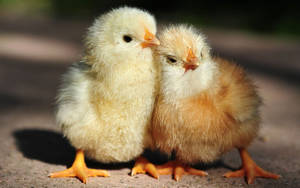 Two fluffy yellow chicks standing close together on a paved path in sunlight. — Farm animals Wallpaper