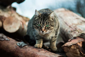 Eine getigerte Katze mit grünen Augen, die draußen auf Baumstämmen sitzt. — Lustige Katzenmeme bilder