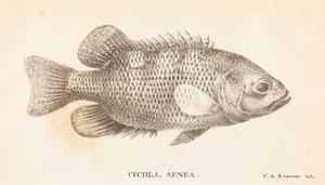 Cichla, Aenea by Charles Alexandre Lesueur, created 1822, in lithograph. Download this artwork as a high-resolution wallpaper for desktop, tablet, or mobile. — Art Wallpaper