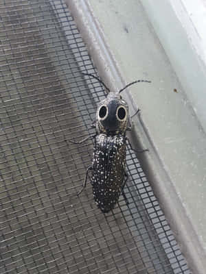Ein metallischer Schnellkäfer mit Augenfl ecken auf einem Fliegengitter. — Click Beetle Wallpaper