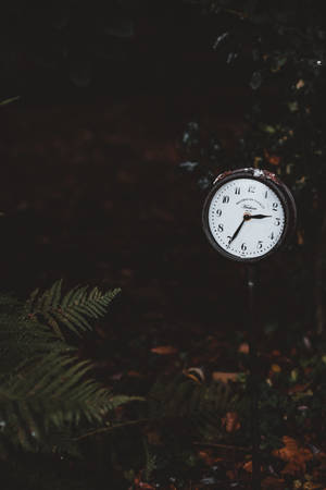 Vintage klocka i en mörk skog med ormbunkar och nedfallna löv. — Clocks Bakgrundsbilder