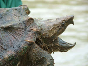 Close-up de uma tartaruga mordedora com mandíbulas abertas perto da água. — Tartaruga de casco mole Foto Papéis de Parede