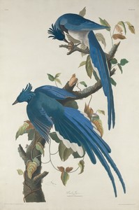 Columbia Jay by Jr. Robert Havell, created 1830, in hand-colored engraving and aquatint on Whatman wove paper. Download this artwork as a high-resolution wallpa — Jr. Robert Havell Wallpaper