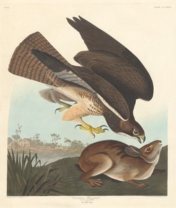 Common Buzzard by Jr. Robert Havell, created 1837, in hand-colored engraving and aquatint on Whatman wove paper. Download this artwork as a high-resolution wall — Jr. Robert Havell Wallpaper