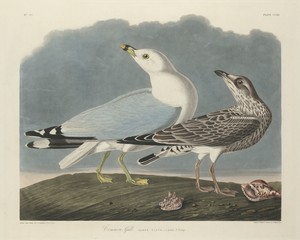 Common Gull by Jr. Robert Havell, created 1834, in hand-colored engraving and aquatint on Whatman wove paper. Download this artwork as a high-resolution wallpap — Painting Picture