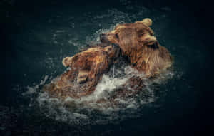 Två brunbjörnar som brottas i mörkt vatten med stänk. — Cool Bear Bilder