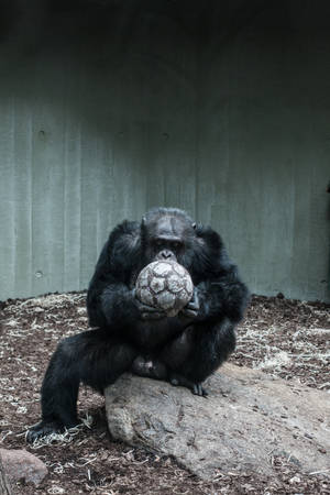 Chimpanzee holding soccer ball on rock in enclosure