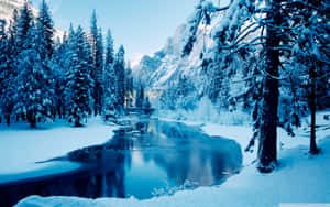 Snowy pine trees and mountains reflected in a calm winter river. — Cool Landscape Picture