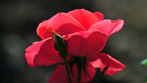 A red rose with a green bud in focus against a blurred background.