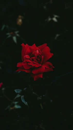 A striking red rose in bloom against a dark background.