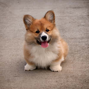 Flauschiger rot-weißer Corgi-Welpe sitzt auf Beton mit heraushängender Zunge. — Süße Corgi bilder Hintergrund Bilder