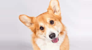 En glad corgi-hund med tungen ude, der kigger på kameraet. — Corgi Baggrunde