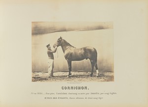 Cornichon by Adrien Alban Tournachon, created 1860. Download this artwork as a high-resolution wallpaper for desktop, tablet, or mobile. — Art Picture
