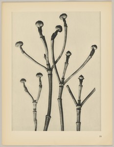 Cornus florida by Karl Blossfeldt, created 1928, in photogravure. Download this artwork as a high-resolution wallpaper for desktop, tablet, or mobile. — Karl Blossfeldt Wallpaper