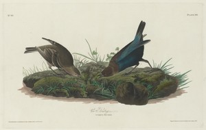 Cow Bunting by Jr. Robert Havell, created 1830, in hand-colored engraving and aquatint on Whatman wove paper. Download this artwork as a high-resolution wallpap — Jr. Robert Havell Wallpaper