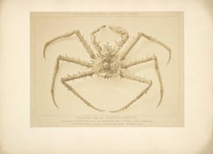 [Crab] by Louis-Amédée Mante, created about 1853–1854. Download this artwork as a high-resolution wallpaper for desktop, tablet, or mobile.