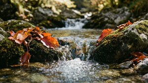 Gros plan détaillé d'un ruisseau suisse immaculé en automne.