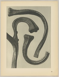 Cucurbita by Karl Blossfeldt, created 1928, in photogravure. Download this artwork as a high-resolution wallpaper for desktop, tablet, or mobile. — Karl Blossfeldt Wallpaper