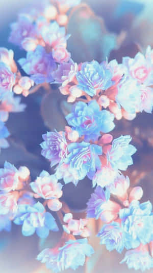 Flores suculentas de color azul y rosa pastel con luz suave y soñadora. — Lindas imágenes estéticas de flores Fondos de pantalla
