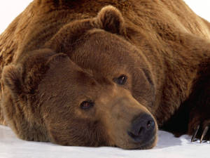A brown bear lying in snow with its head down and eyes looking forward. — Cute Brown Bear Background