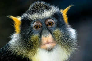 Eine Nahaufnahme eines Affen mit gelben Büscheln an den Ohren und ausdrucksstarken braunen Augen. — Baby Monkey Bilder Hintergrund Wallpaper