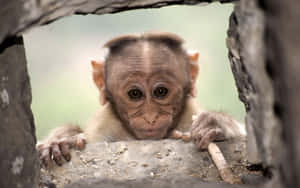 Baby monkey peeking through stone archway with wide eyes — Baby Monkey Background