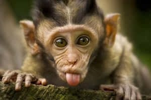 Baby monkey sticking out tongue on mossy branch — Howler Monkey Picture