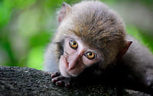 Macaco jovem com olhos dourados descansando o queixo em galho de árvore na floresta verde — Capuchin Monkey Papéis de Parede