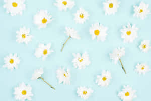 Weiße Gänseblümchen mit gelben Zentren, verstreut auf einem sanften blauen Hintergrund. — Ästhetischer Rosafarbener Desktop Wallpaper