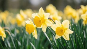 Narcissus flowers gently swaying in wind with soft bokeh background.