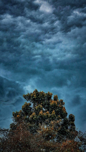 Un árbol con hojas de otoño bajo un cielo azul tormentoso. — Clima Fondos de pantalla