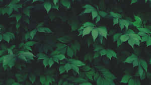 Nahaufnahme von dichtem grünem Laub mit unterschiedlichen Blattformen und Schatten. — Vintage Dark Green Aesthetic Wallpaper
