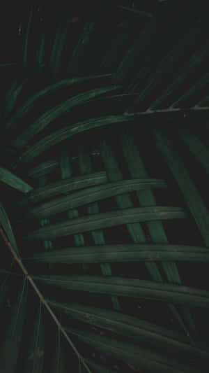 Dark green palm leaves with intricate veins against a black background.