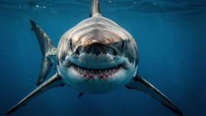Intense close-up van een grote witte haai in de diepe oceaan.